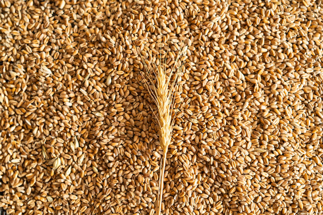 Pneumatic Grain Handler